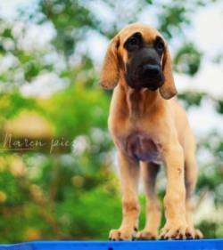 DogsIndia.com - Great Dane - Rajan - Sunflames Kennel