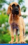 DogsIndia.com - Great Dane - Rajan - Sunflames Kennel