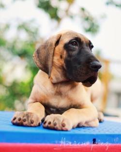 DogsIndia.com - Great Dane - Rajan - Sunflames Kennel