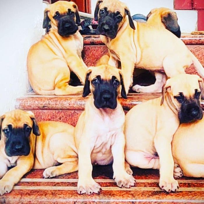 DogsIndia.com - Great Dane - Rajan - Sunflames Kennel