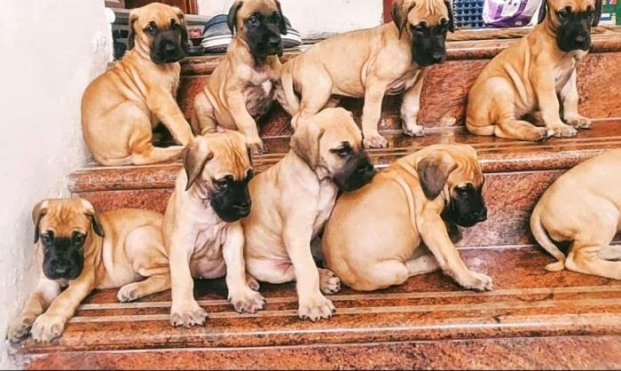 DogsIndia.com - Great Dane - Rajan - Sunflames Kennel