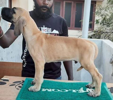 DogsIndia.com - Great Dane - Rajan - Sunflames Kennel