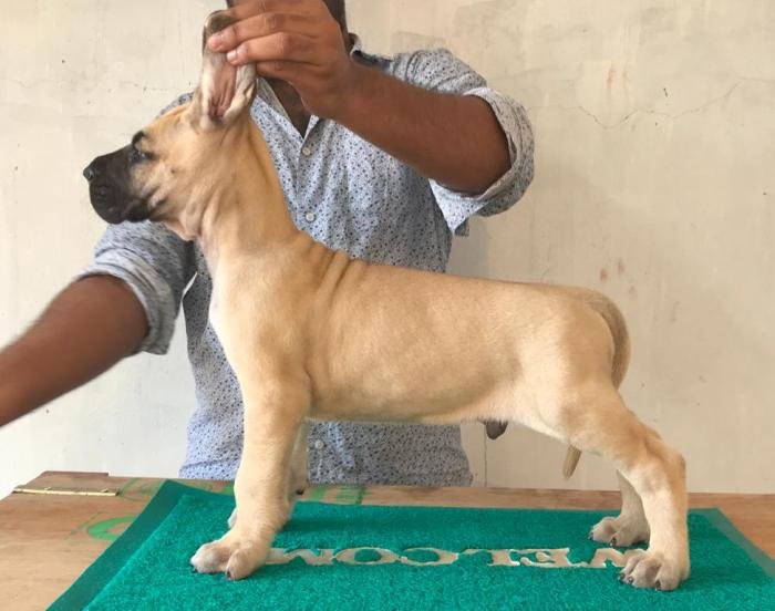 DogsIndia.com - Great Dane - Rajan - Sunflames Kennel