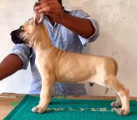 DogsIndia.com - Great Dane - Rajan - Sunflames Kennel