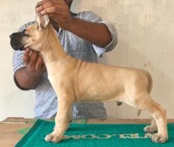 DogsIndia.com - Great Dane - Rajan - Sunflames Kennel