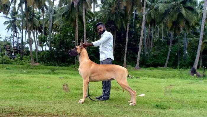 DogsIndia.com - Great Dane - Rajan - Sunflames Kennel