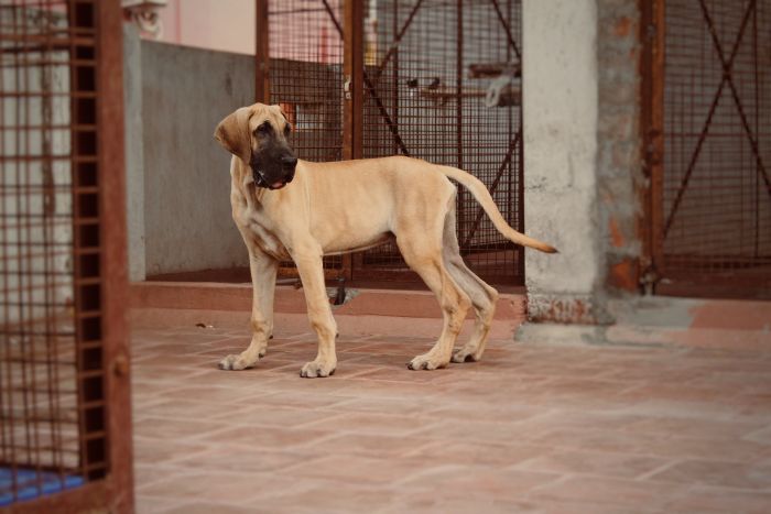 DogsIndia.com - Great Dane - Rajan - Sunflames Kennel