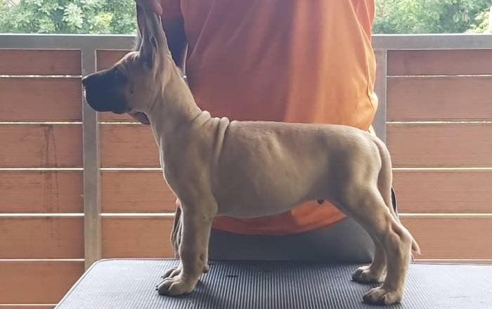 DogsIndia.com - Great Dane - Subhiksha's Kennel