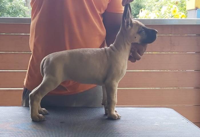 DogsIndia.com - Great Dane - Subhiksha's Kennel