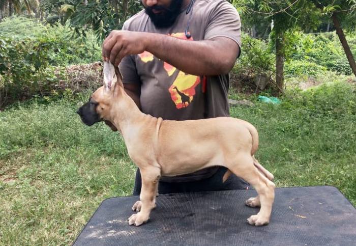 DogsIndia.com - Great Dane - Subhiksha's Kennel