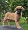 DogsIndia.com - Great Dane - Subhiksha's Kennel