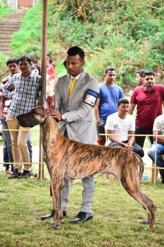 DogsIndia.com - Great Dane - Subhiksha's Kennel
