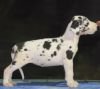 DogsIndia.com - Great Dane - WinBros Kennel