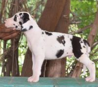 DogsIndia.com - Great Dane - WinBros Kennel