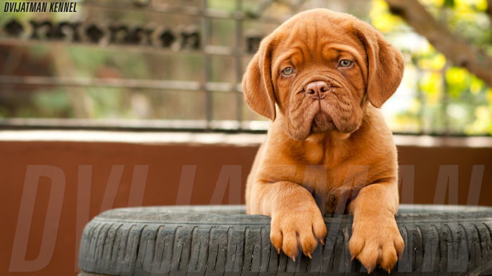 DogsIndia.com - French Mastiff, Dogue de Bordeaux - Dvijatman