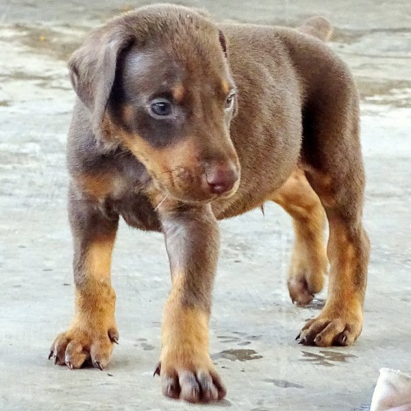 DogsIndia.com - Dobermann - Ajit Kennels, Srihari