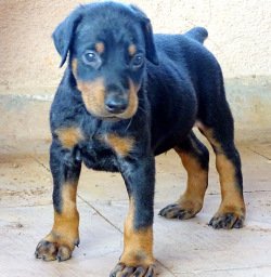 DogsIndia.com - Dobermann - Ajit Kennels, Srihari