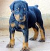 DogsIndia.com - Dobermann - Ajit Kennels, Srihari