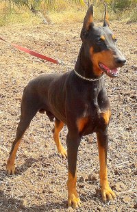 DogsIndia.com - Dobermann - Ajit Kennels, Srihari