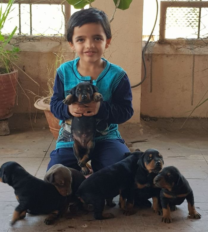 DogsIndia.com - Dobermann - Ajit Kennels, Srihari