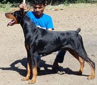 DogsIndia.com - Dobermann - Ajit Kennels, Srihari