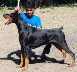 DogsIndia.com - Dobermann - Ajit Kennels, Srihari