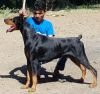 DogsIndia.com - Dobermann - Ajit Kennels, Srihari