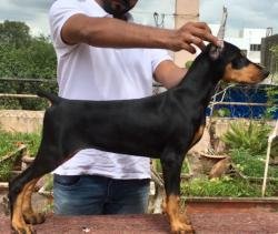 DogsIndia.com - Dobermann - Ajit Kennels, Srihari