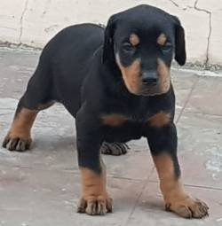 DogsIndia.com - Dobermann - Ajit Kennels, Srihari