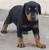 DogsIndia.com - Dobermann - Ajit Kennels, Srihari