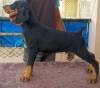 DogsIndia.com - Dobermann - Ajit Kennels, Srihari Gokhale