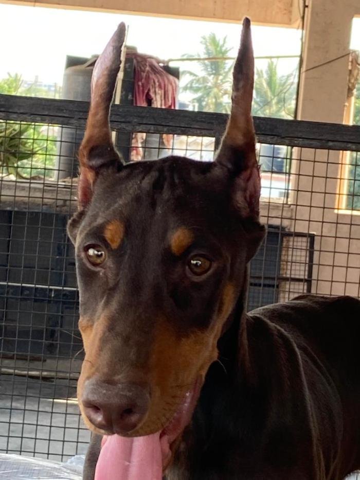 DogsIndia.com - Dobermann - Ajit Kennels, Srihari Gokhale