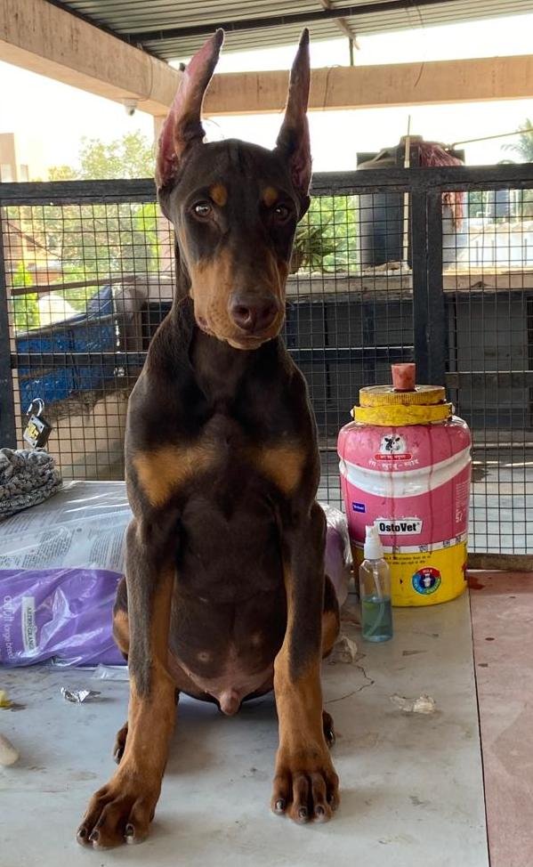 DogsIndia.com - Dobermann - Ajit Kennels, Srihari Gokhale
