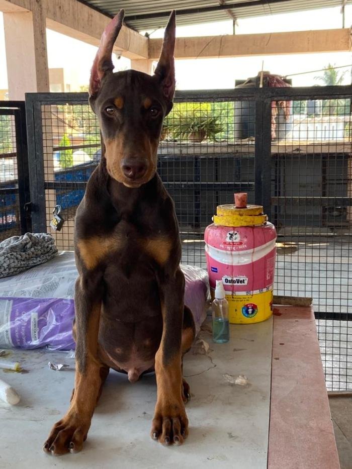 DogsIndia.com - Dobermann - Ajit Kennels, Srihari Gokhale