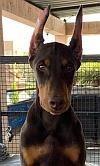 DogsIndia.com - Dobermann - Ajit Kennels, Srihari Gokhale
