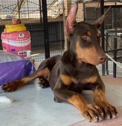DogsIndia.com - Dobermann - Ajit Kennels, Srihari Gokhale