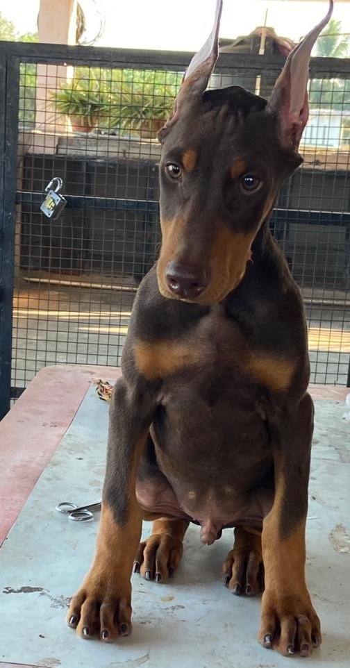 DogsIndia.com - Dobermann - Ajit Kennels, Srihari Gokhale