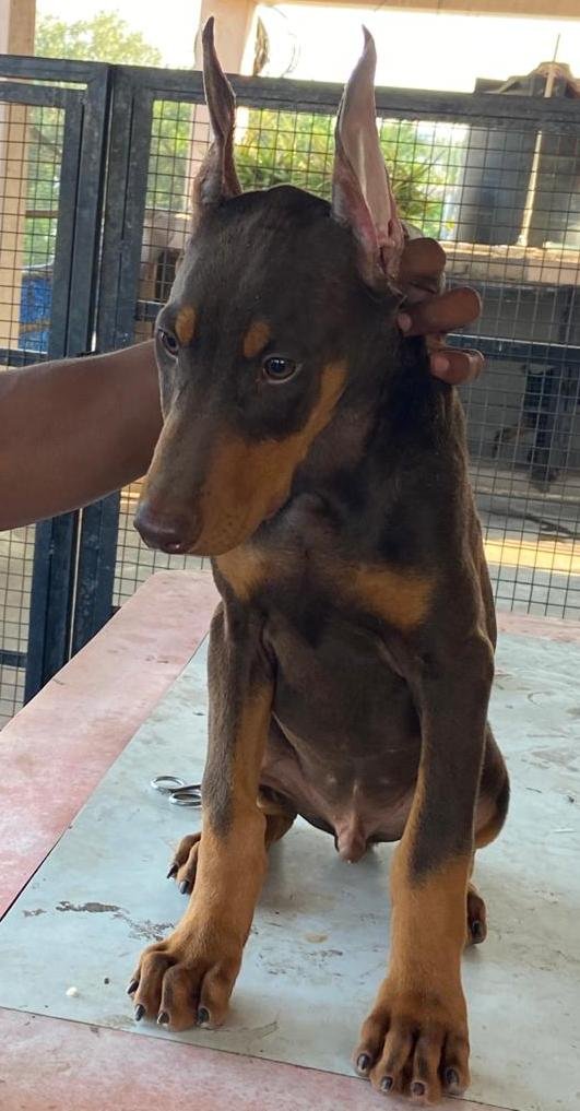 DogsIndia.com - Dobermann - Ajit Kennels, Srihari Gokhale