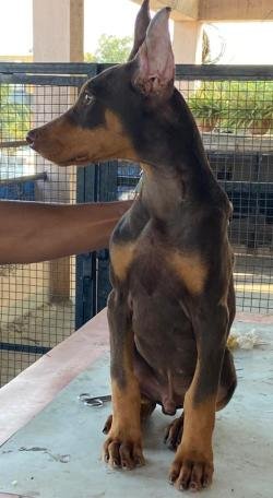 DogsIndia.com - Dobermann - Ajit Kennels, Srihari Gokhale