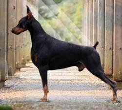 DogsIndia.com - Dobermann - Ajit Kennels, Srihari Gokhale