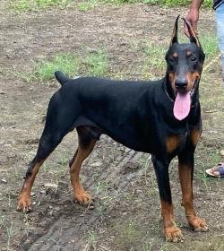 DogsIndia.com - Dobermann - Ajit Kennels, Srihari Gokhale