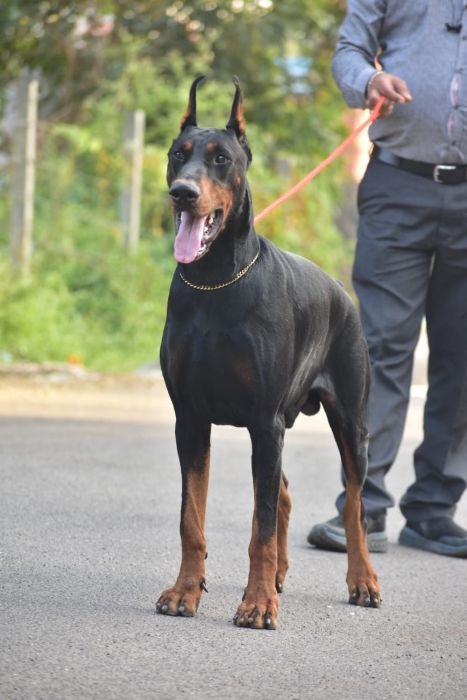 DogsIndia.com - Dobermann - Ajit Kennels, Srihari Gokhale