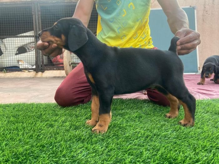 DogsIndia.com - Dobermann - Ajit Kennels, Srihari Gokhale