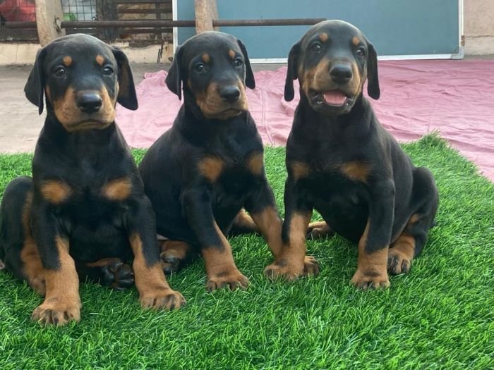 DogsIndia.com - Dobermann - Ajit Kennels, Srihari Gokhale