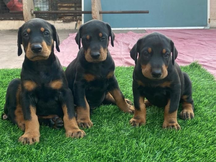 DogsIndia.com - Dobermann - Ajit Kennels, Srihari Gokhale