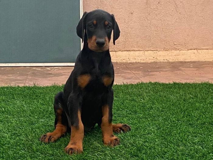 DogsIndia.com  Dobermann  Ajit Kennels  Srihari Gokhale