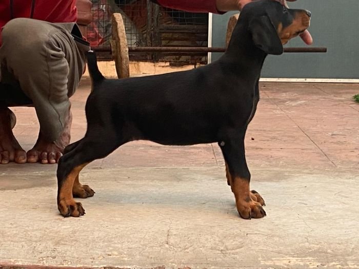 DogsIndia.com  Dobermann  Ajit Kennels  Srihari Gokhale