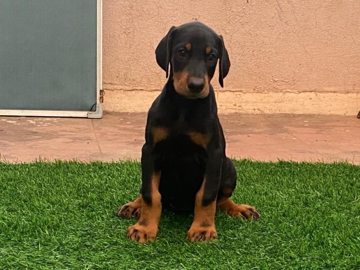 DogsIndia.com  Dobermann  Ajit Kennels  Srihari Gokhale