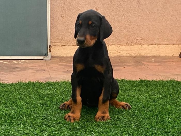 DogsIndia.com  Dobermann  Ajit Kennels  Srihari Gokhale