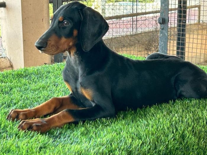 DogsIndia.com  Dobermann  Ajit Kennels  Srihari Gokhale